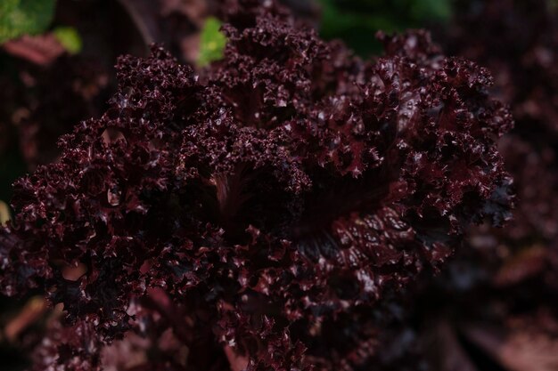 Foglie di lattuga la rosa mature croccanti sul letto del giardino