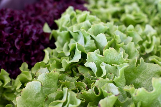 Foglie di lattuga riccia fresca verde e rosso