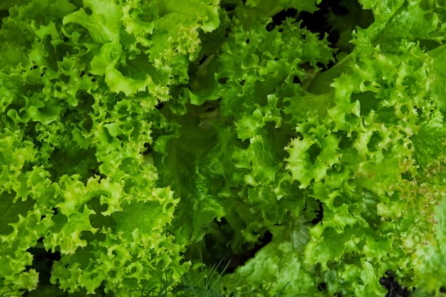 Foglie di lattuga riccia verde Lattuga Insalata verde sul letto Insalata verde è vicino