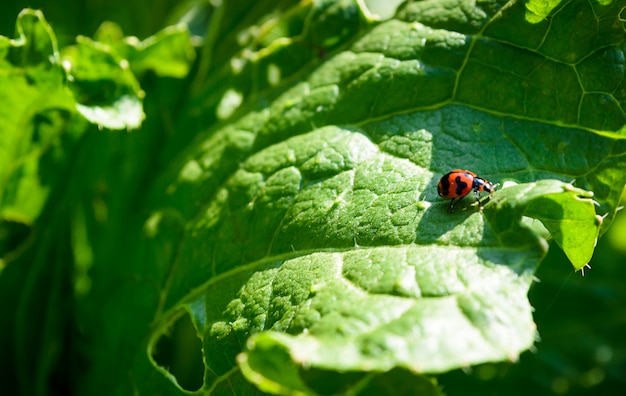 Foglie Di Lattuga Vegetale