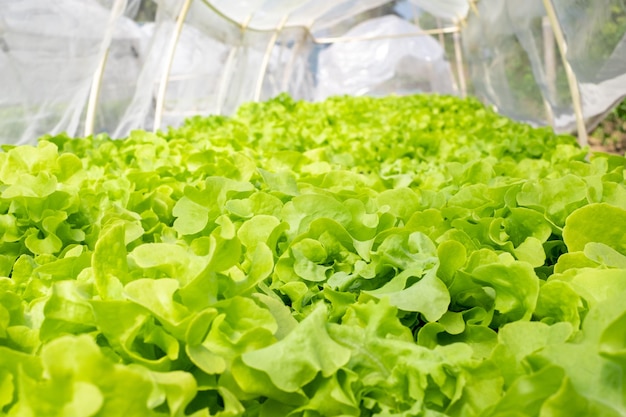 Foglie di lattuga verde su aiuole nel campo vegetale Giardinaggio sfondo con piante di insalata verde in primo piano del banner di terra aperta Foglia di lattuga in giardino sfondo di verdure verdi