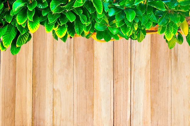 Foglie di legno ed edera con spazio.