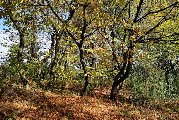 Foglie di libro giallo parco autunnale