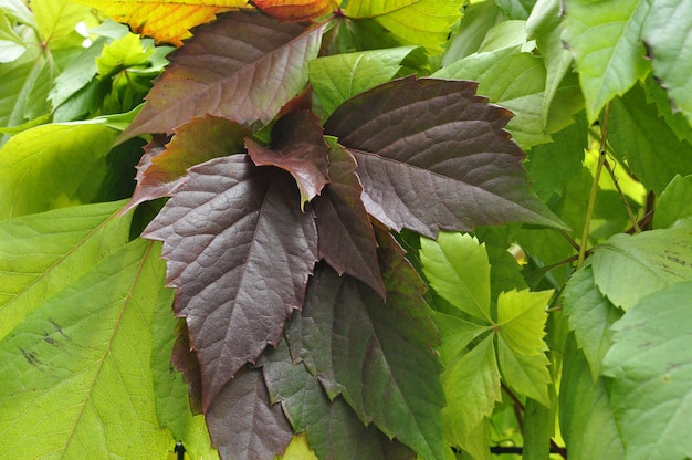 Foglie di loach, primo piano. Foglie autunnali, verdi e viola di una pianta rampicante.