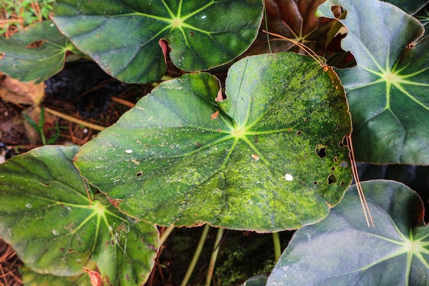 Foglie di loto con gocce d'acqua. Giardino orientale. Sfondo esotico naturale. Tonalità scura, selettiva