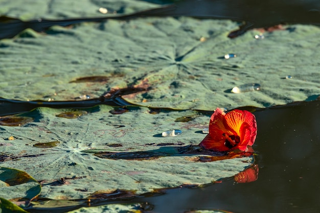 Foglie Di Loto Nello Stagno Con Fiore Rosso