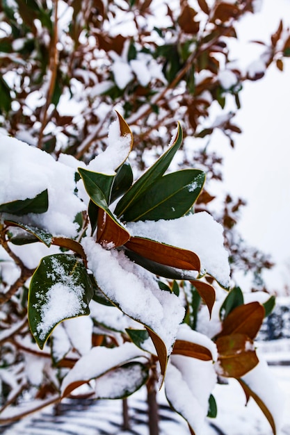 Foglie di magnolia nella neve. Inverno al sud.