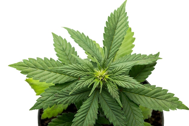 Foglie di marijuana