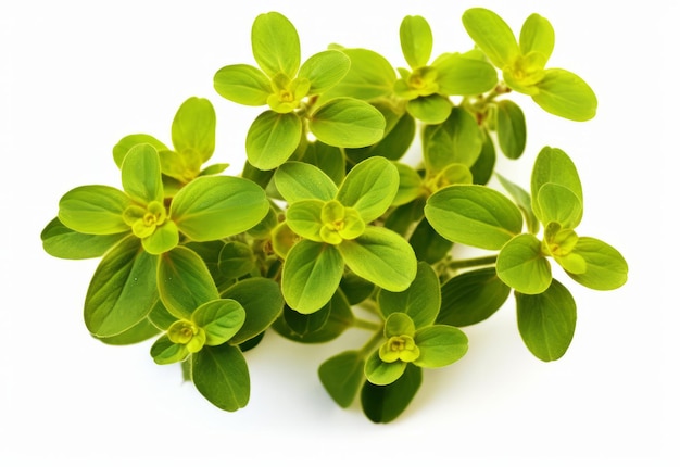 Foglie di marjoram