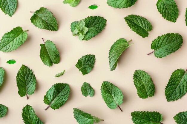 Foglie di menta con disegno di foglia di menta su sfondo pastello