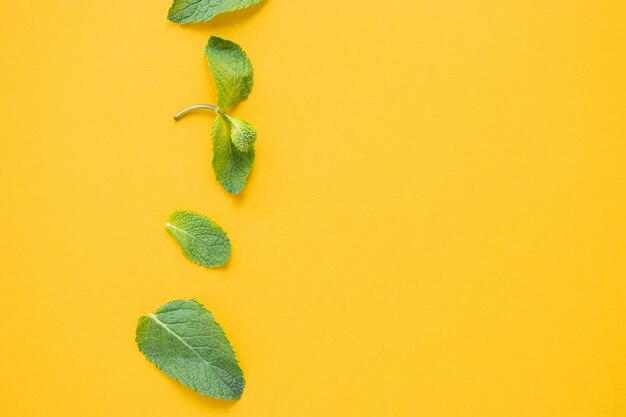 Foglie di menta cruda fresca isolate su sfondo giallo