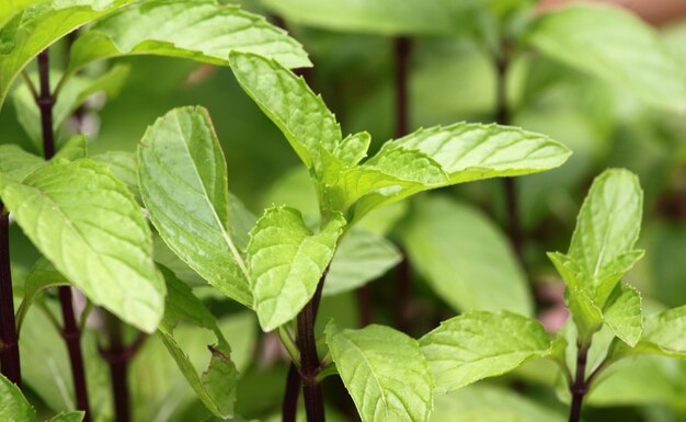 Foglie di menta fresca biologica