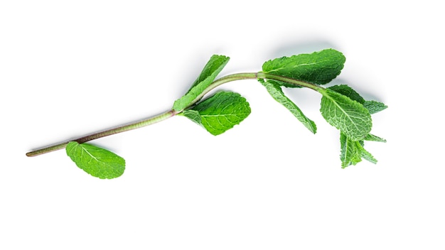 Foglie di menta fresca e verde su sfondo bianco. Foto di alta qualità