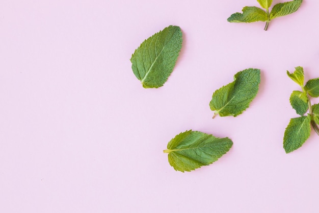 Foglie di menta fresca erba su sfondo rosa