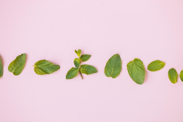 Foglie di menta fresca erba su sfondo rosa