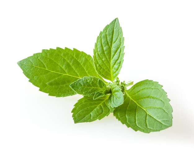 Foglie di menta fresca isolate su sfondo bianco