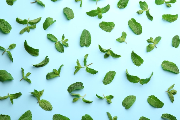 Foglie di menta fresca su fondo azzurro piatto