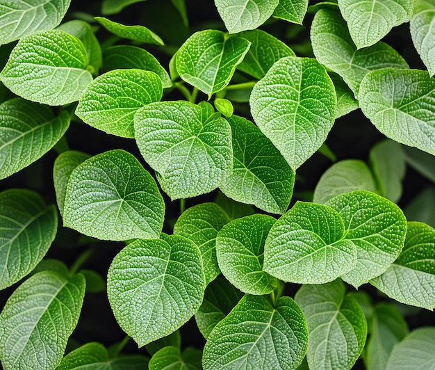 foglie di menta fresca su fondo di legno