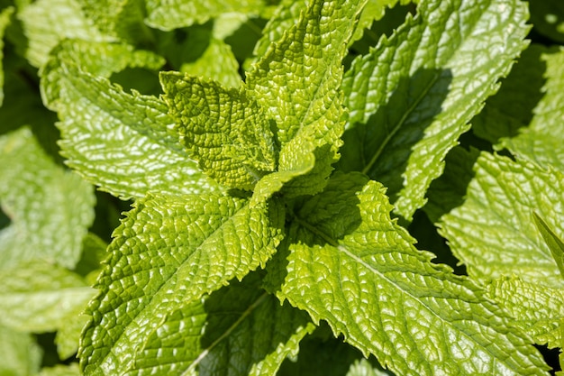 Foglie di menta fresca su sfondo all'aperto. Mentha spicata