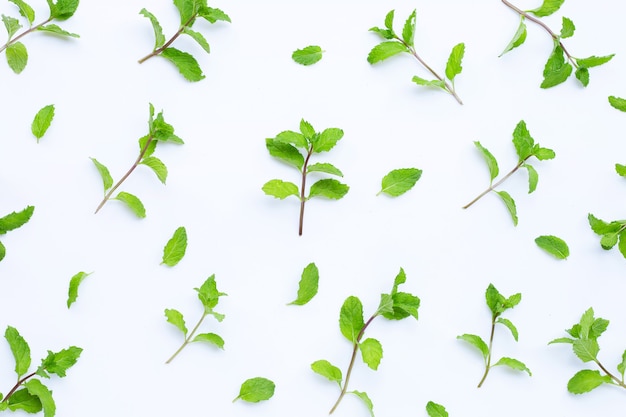 Foglie di menta fresca sulla superficie bianca