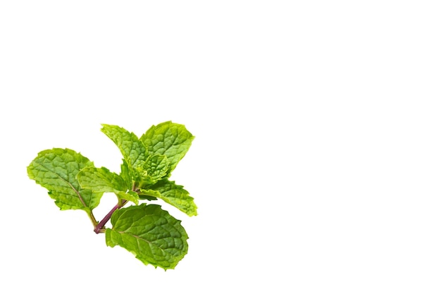 Foglie di menta fresca tailandese per aggiungere sul topping cibo foglia albero isolato su bianco Menta profumata combinazione di dentifricio menta o menta piperita