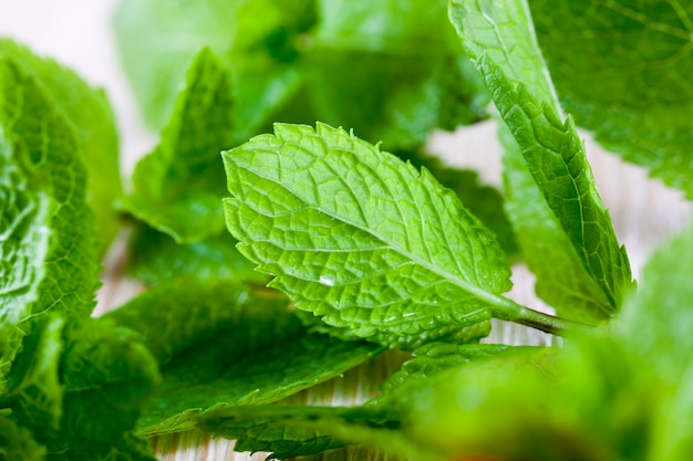 Foglie di menta fresca verde per cucinare in cucina, primo piano di un cespuglio di piante, profondità di campo