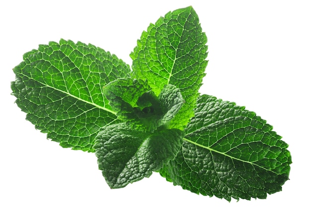 Foglie di menta piperita Mentha piperita fogliame isolato w tracciati di ritaglio