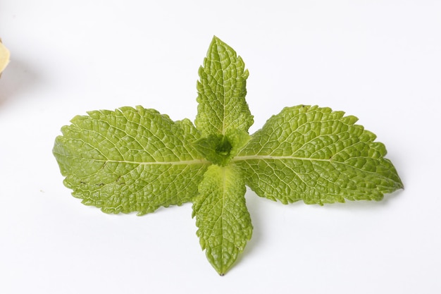 Foglie di menta ramo isolate su sfondo bianco