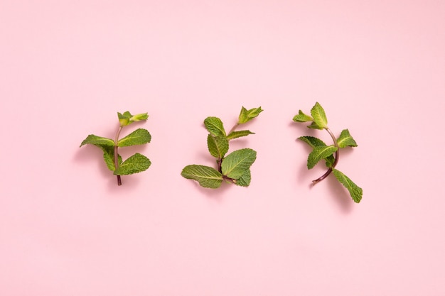 Foglie di menta sulla superficie rosa