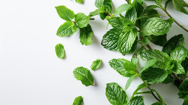 Foglie di menta verde fresca sparse su uno sfondo bianco