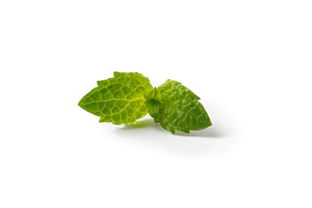 Foglie di menta verde fresca su sfondo bianco Foto di alta qualità