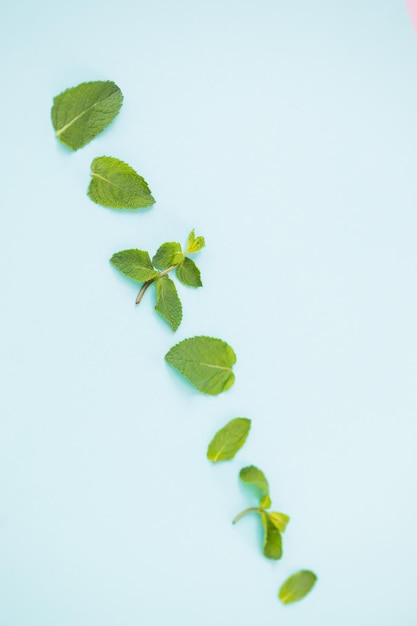 Foglie di menta verde fresca su sfondo blu piatto Spazio per il testo