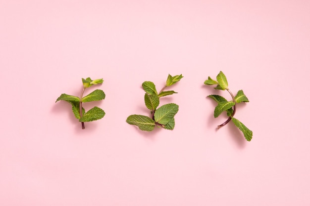 Foglie di menta verde sulla superficie rosa