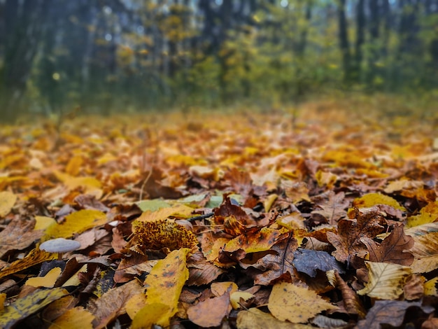 Foglie di mix autunnale Incredibile sfondo autunnale naturale