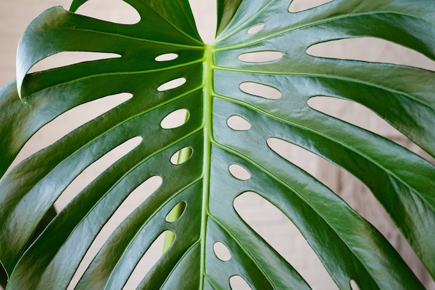 Foglie di monstera da vicino con gocce d'acqua