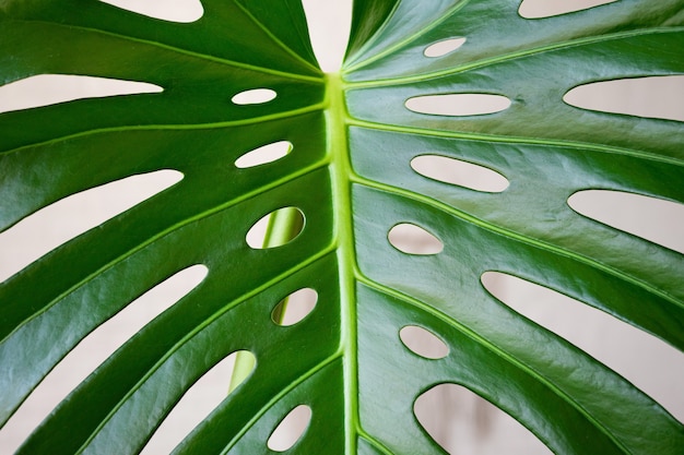 Foglie di monstera da vicino con gocce d'acqua