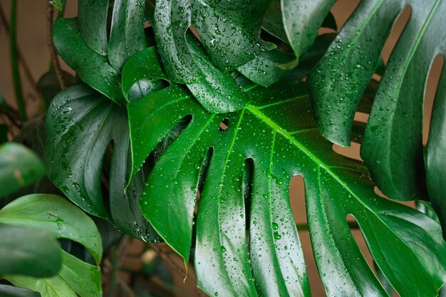 Foglie di monstera da vicino con gocce d'acqua