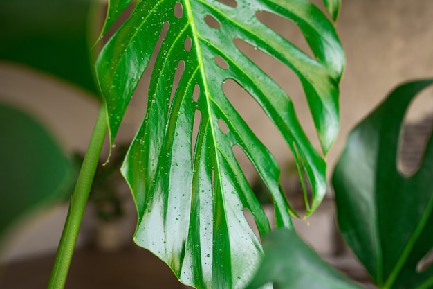 Foglie di monstera da vicino con gocce d'acqua