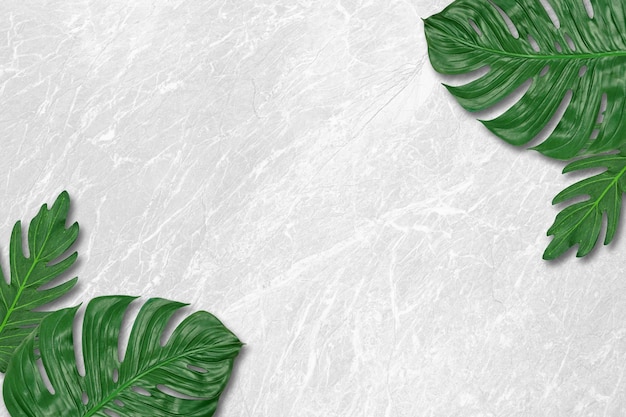 Foglie di monstera fresche verdi, foglie tropicali, su fondo di struttura del modello di marmo grigio, disposizione piana,