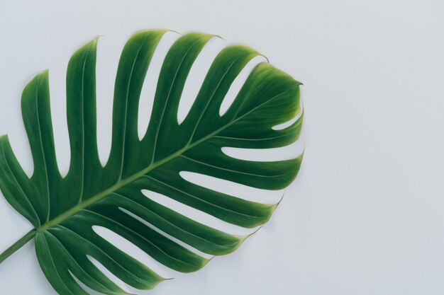 Foglie di Monstera in Soft Focus