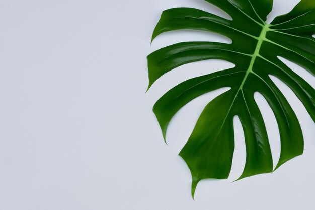 Foglie di Monstera in Soft Focus