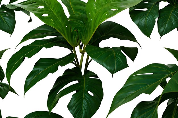 foglie di monstera verde vintage su uno sfondo senza cuciture