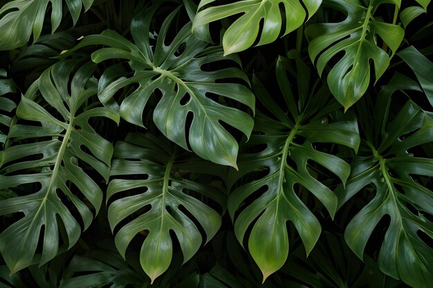 foglie di monstera verde vintage su uno sfondo senza cuciture