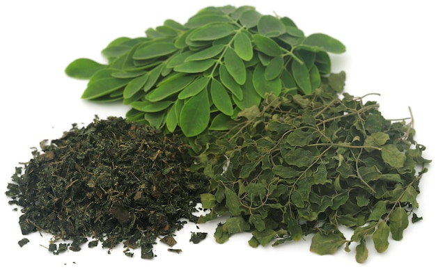 Foglie di Moringa