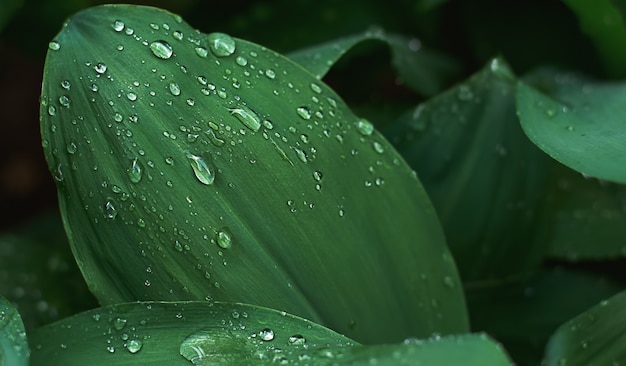 Foglie di mughetto verde con gocce di pioggia