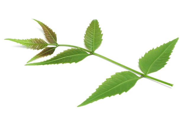 Foglie di Neem a base di erbe medicinali utilizzate nella medicina ayurvedica alternativa a base di erbe su sfondo bianco