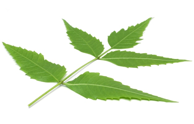 Foglie di Neem a base di erbe medicinali utilizzate nella medicina ayurvedica alternativa a base di erbe su sfondo bianco
