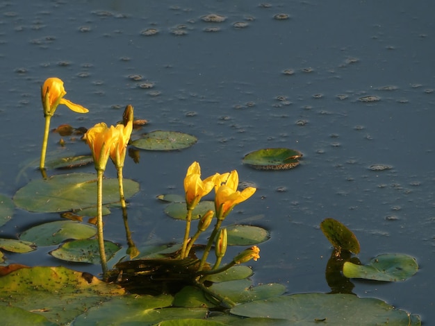 Foglie di ninfea con fiori gialli nello stagno