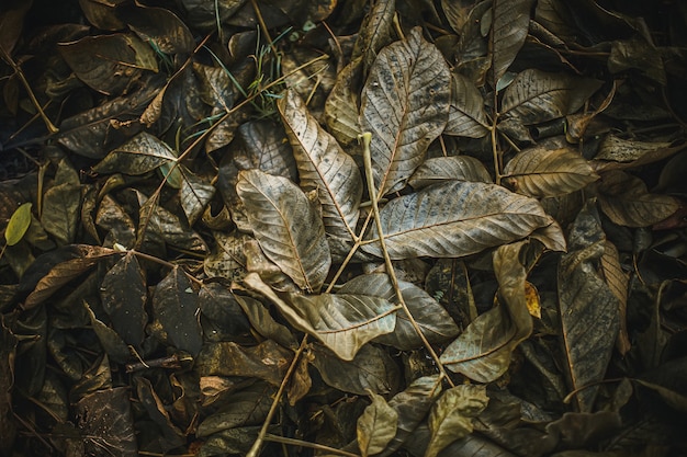 Foglie di noce annerita secche sul terreno in autunno Sfondo autunnale cupo