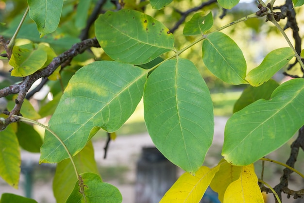 Foglie di noce sull'albero